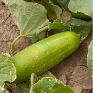 Cucumber Goblin F1 Seeds
