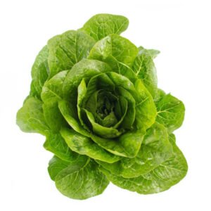 Lettuce Open Heart Cos Madelona RZ - (41-188)  Seeds