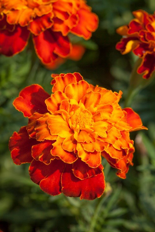 marigold2.jpg
