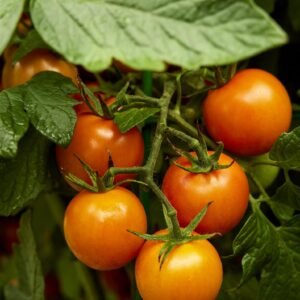 Tomato Merrygold F1 Hybrid Seed