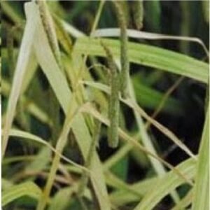 Carex pendula Moonraker Seeds