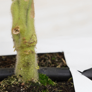 Rootstock Solanaceae Kaiser RZ F1 (61-077) Untreated Gspp Seeds