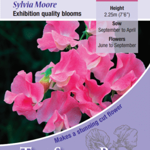 Kings Seeds Sweet Pea Sylvia Moore 20 Seeds