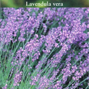 Suffolk Herbs Lavender Vera Lavendula Seeds