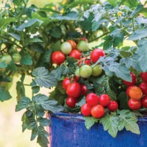 Tomato Veranda Red F1 Hybrid Seeds