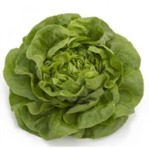 Lettuce Winter Butterhead Wengen RZ (42-173) Untreated Seeds