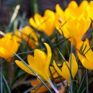 Crocus Bulbs - Large Spring Flowering Bulbs - Yellow